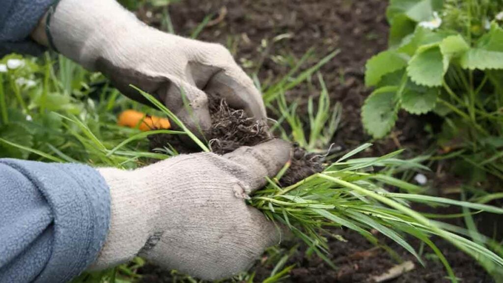 How To Eliminate Grass In Flower Beds For Good